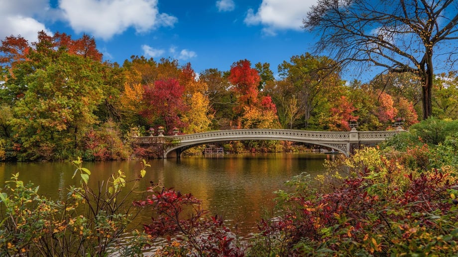 Central Park Fall